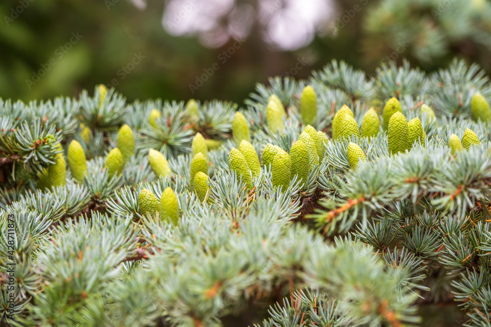Fir branches with fresh green cones in the sunset light. Background of Christmas tree branches. Fir branches with fresh green cones in the sunset light. Background of Christmas tree branches.