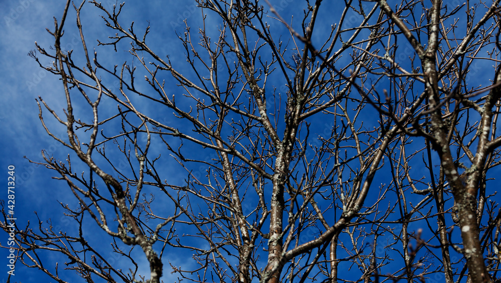 Fototapeta premium tree branches without leaves against intense blue sky