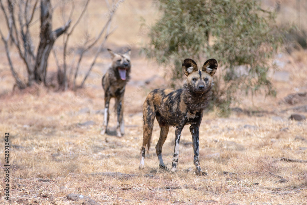 African Wild Dog in South Africa African Wild Dog in South Africa