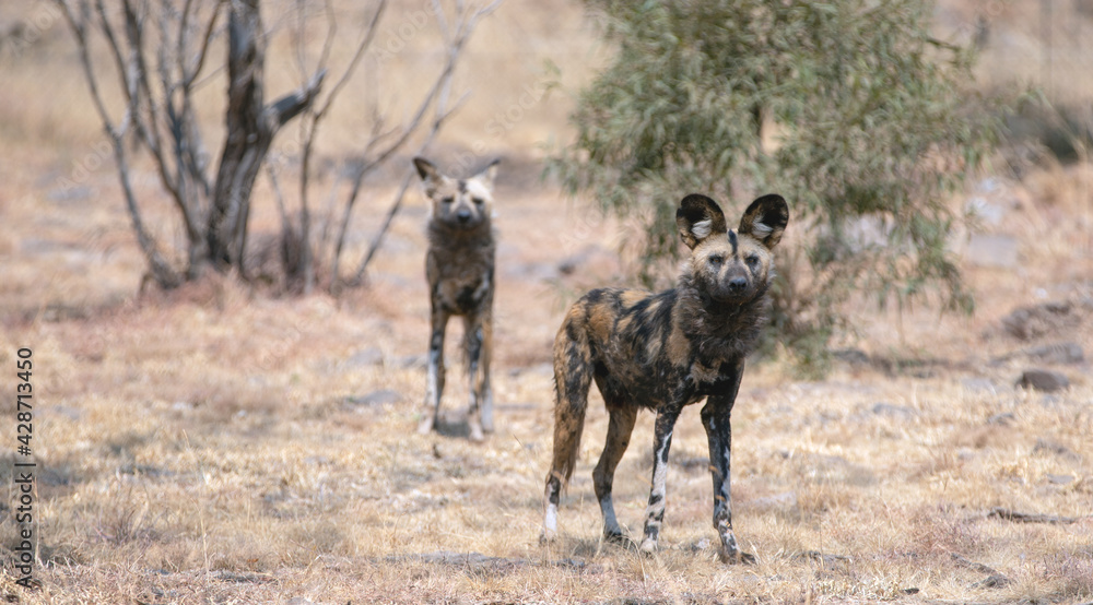 African Wild Dog in South Africa