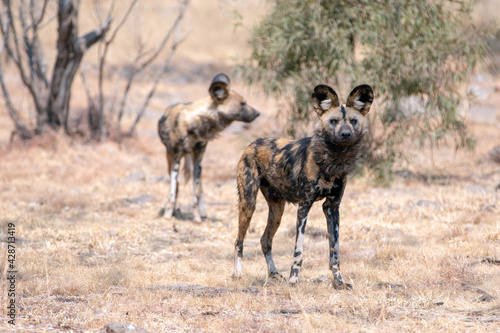 African Wild Dog in South Africa © htrnr