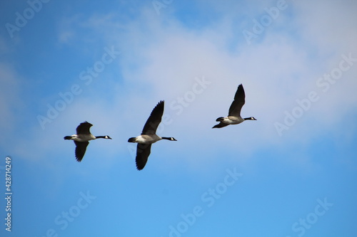Geese Flying Overhead, Pylypow Wetlands, Edmonton, Alberta