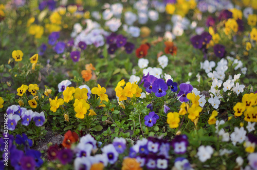 spring flowers in the garden