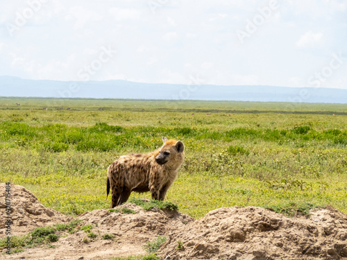 Serengeti National Park, Tanzania, Africa - March 1, 2020: Spotted hyena roaming the savannah © Elise