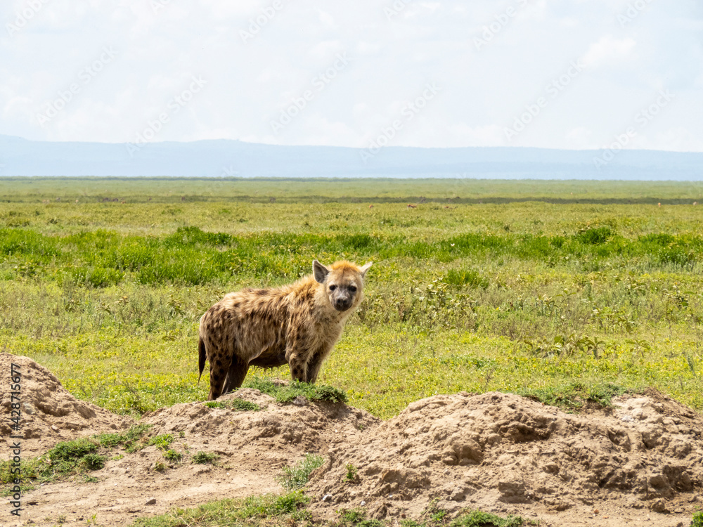 Serengeti National Park, Tanzania, Africa - March 1, 2020: Spotted hyena roaming the savannah Serengeti National Park, Tanzania, Africa - March 1, 2020: Spotted hyena roaming the savannah