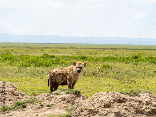 Serengeti National Park, Tanzania, Africa - March 1, 2020: Spotted hyena roaming the savannah © Elise