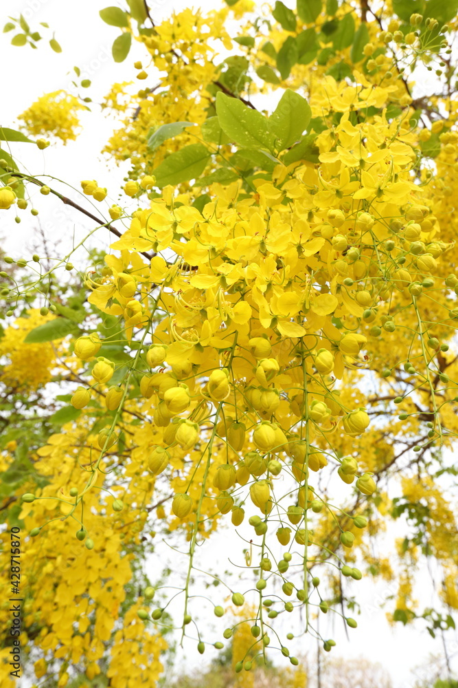 Yellow flowers,Cassia fistula flowers bloom in abundance and are beautiful in the early summer. Yellow flowers,Cassia fistula flowers bloom in abundance and are beautiful in the early summer.