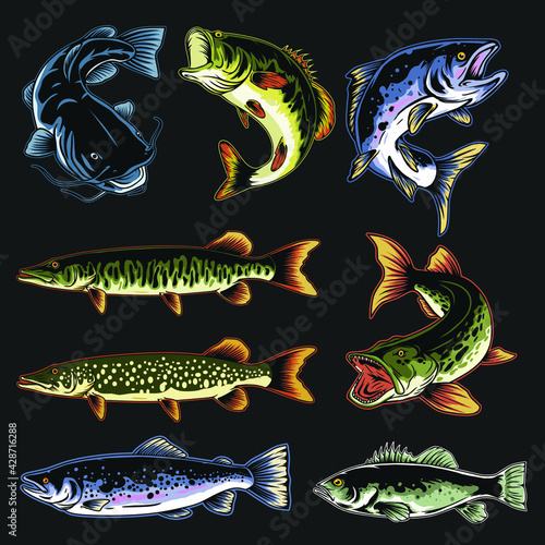Fish Design set Vector Salmon ,CatFish ,Muskellunge ,Northen Pike , walleye ,Bass