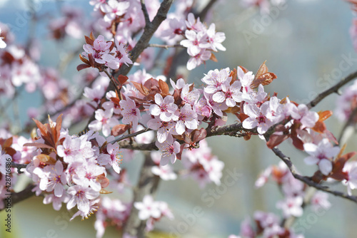 Fototapeta flowers of an ornamental prunus tree  blooming in springtime