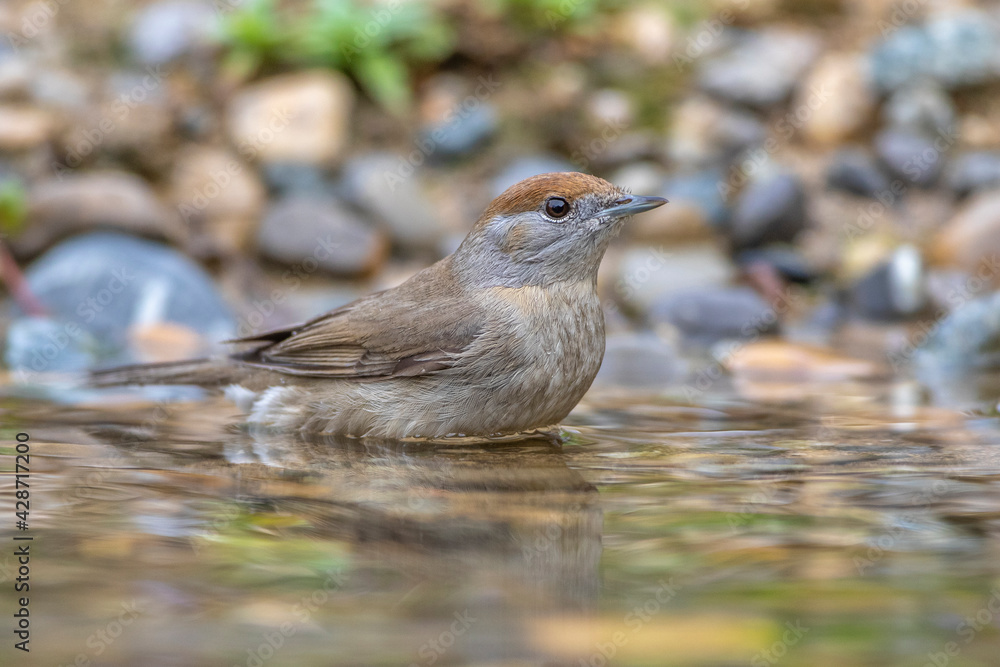 Mönchsgrasmücke (Sylvia atricapilla) Weibchen Mönchsgrasmücke (Sylvia atricapilla) Weibchen