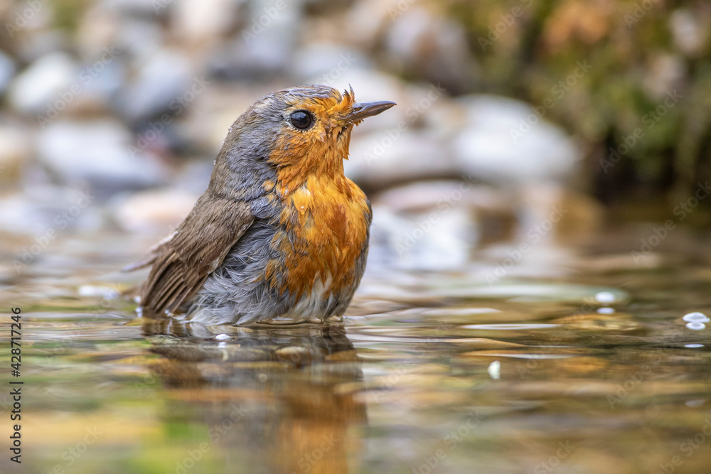 Rotkehlchen (Erithacus rubecula) Rotkehlchen (Erithacus rubecula)