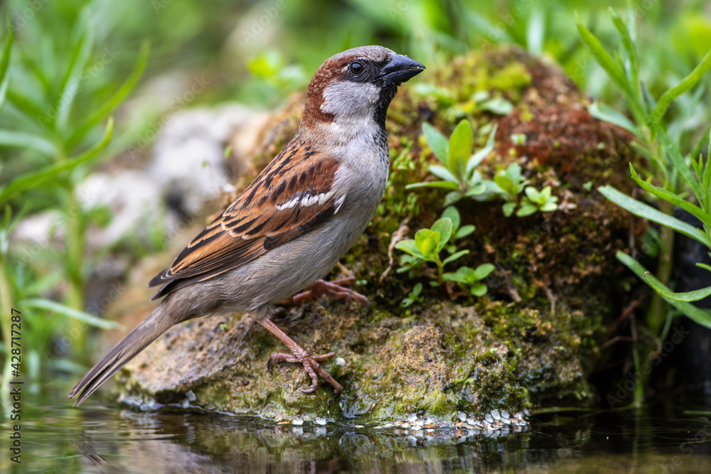 Haussperling (Passer domesticus) Männchen Haussperling (Passer domesticus) Männchen