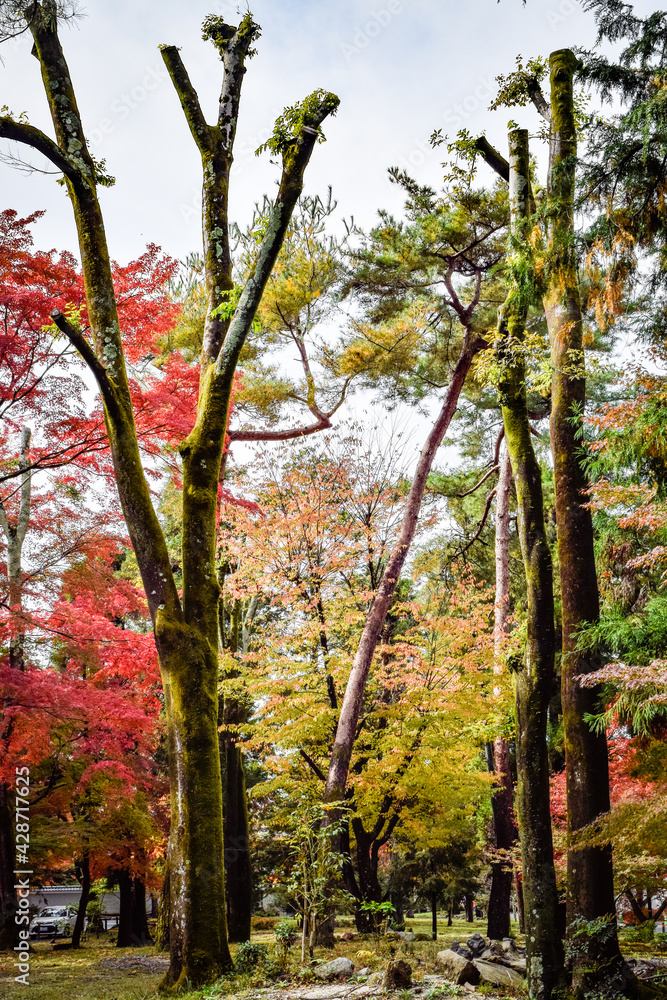 京都、蹴上げの紅葉と木造の建物等
