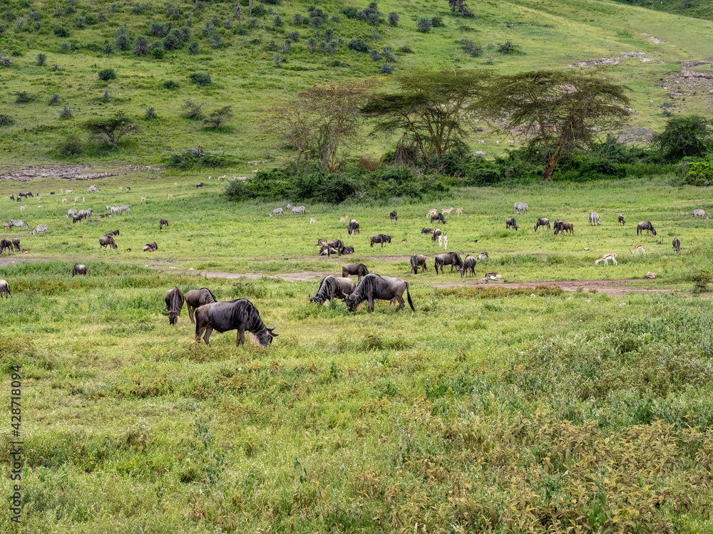 Ngorongoro Crater, Tanzania, Africa - March 1, 2020: Wildebeest roaming the savannah