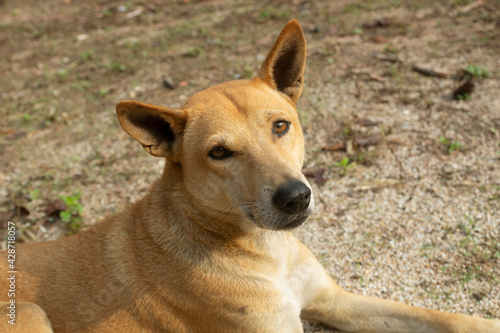 Thai dog sleeping comfort on the ground