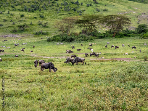 Ngorongoro Crater, Tanzania, Africa - March 1, 2020: Wildebeest roaming the savannah © Elise