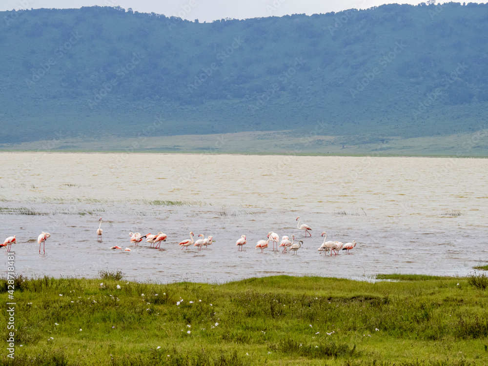 Ngorongoro Crater, Tanzania, Africa - March 1, 2020: Flock of flamingos in lake