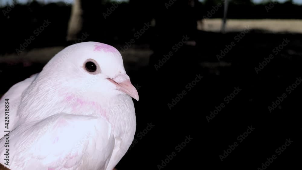 White colour pigeon on left side with copy space. White pigeon in black background. White colour pigeon on left side with copy space. White pigeon in black background.
