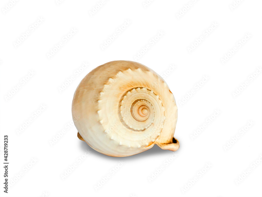 Beautiful seashell isolated on white background. Beautiful seashell isolated on white background.