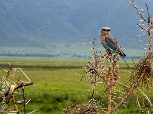 Ngorongoro Crater, Tanzania, Africa - March 1, 2020: Lilac breasted roller on branch