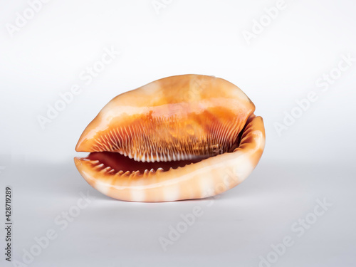 Beautiful seashell isolated on white background.