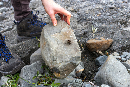 Big spider on a rock at Putangirua Pinnacles, New Zealand