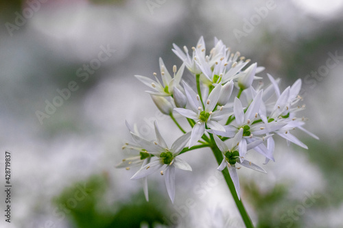 Bärlauch (Allium ursinum) photo