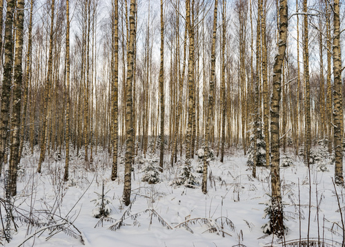 landscape with a birch grove and a small snow-covered Christmas tree, a beautiful winter day