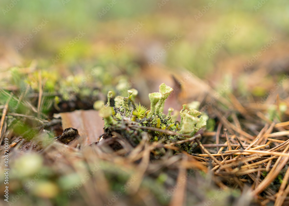 abstract bog moss, lichen and grass texture, bog vegetation, suitable for background abstract bog moss, lichen and grass texture, bog vegetation, suitable for background