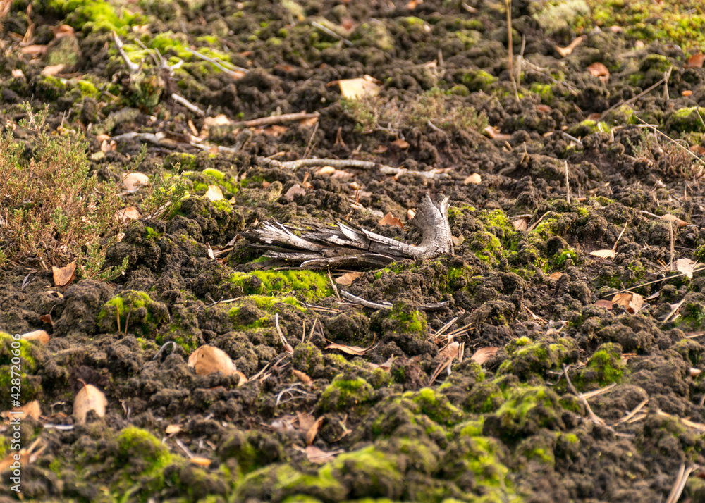 developed bog vegetation, removed peat cover, moss lichens and grass, dry tree branches, autumn