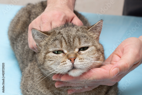 The veterinarian gives a striped cat a tick and flea vaccine on the withers. Pet care. Close-up. Place for an inscription.