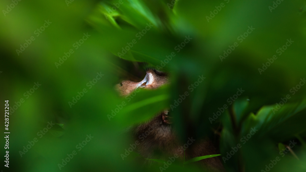 Obraz premium Looking up primate in a jungle.