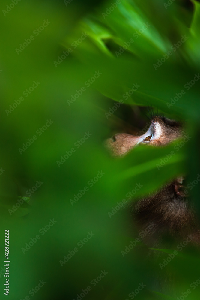 Obraz premium Looking up primate in a jungle.