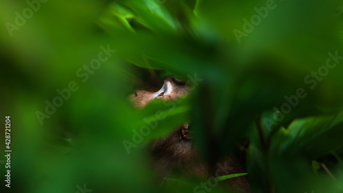 Looking up primate in a jungle. © Tanes