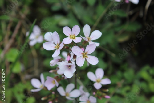 Spring flowers