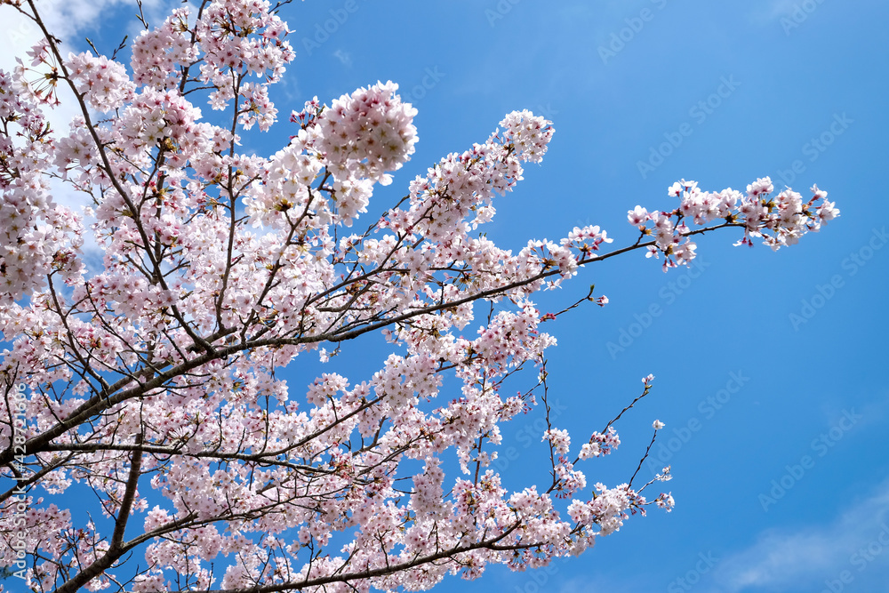 White sakura cherry blossoms branch in spring season in Japan, sun shine to sakura branches in soft white color, soft focus in front and blur background,sakura branch against blue sky background.