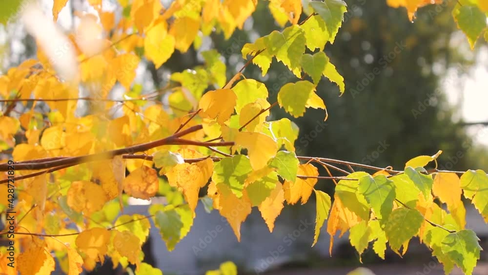 autumn mood. yellow birch leaves in the wind autumn mood. yellow birch leaves in the wind