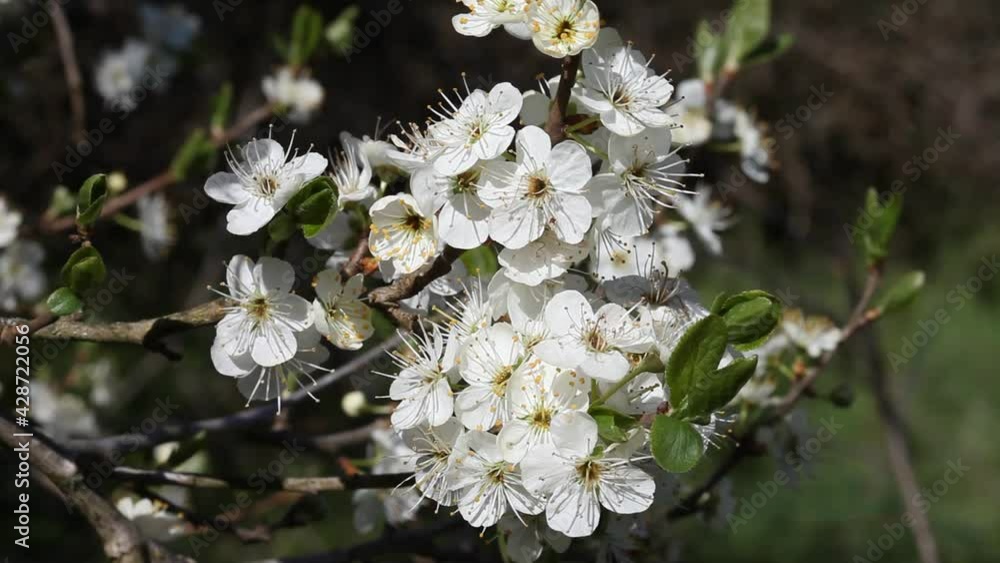 Closeup of Blackthorn, Blossom, Prunus spinosa. April. UK Closeup of Blackthorn, Blossom, Prunus spinosa. April. UK