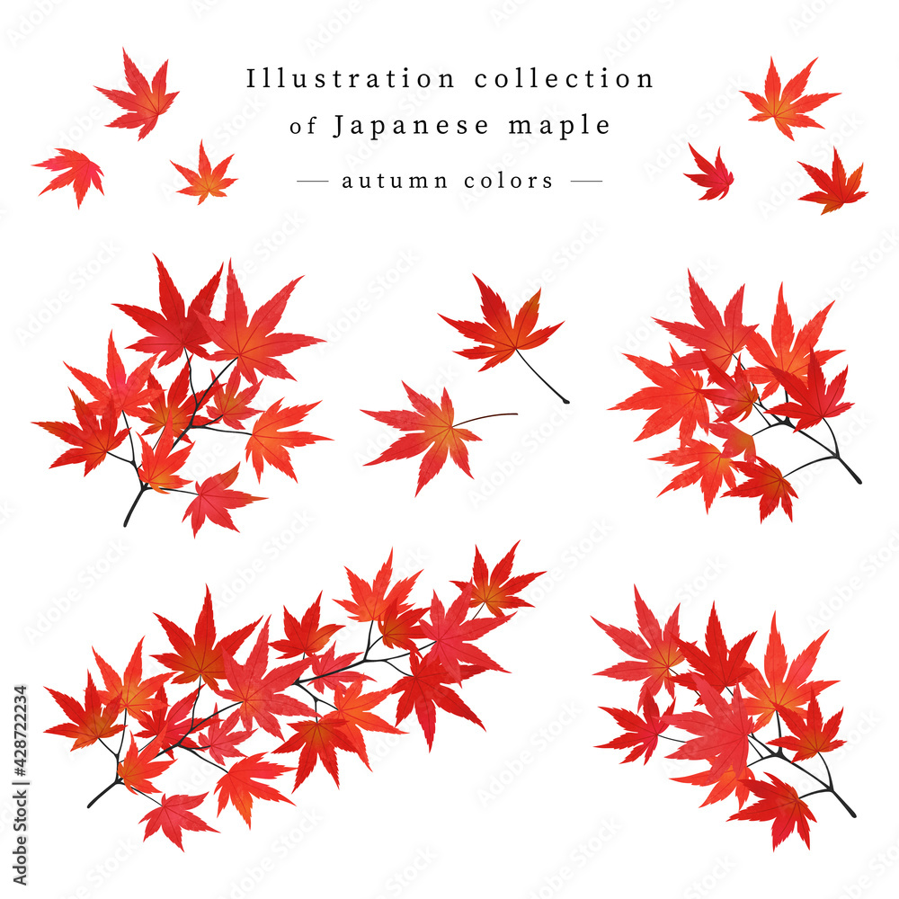 紅葉したモミジの枝葉 イラストセット 水彩画風加工 Illyustraciya Stock Adobe Stock