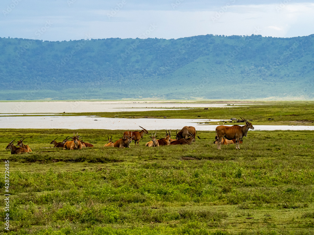 Ngorongoro Crater, Tanzania, Africa - March 1, 2020: Elands resting along lake
