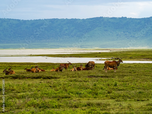 Ngorongoro Crater, Tanzania, Africa - March 1, 2020: Elands resting along lake © Elise