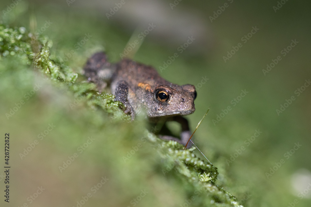Common toad just metamorphosed with a 90mm macro lens Common toad just metamorphosed with a 90mm macro lens