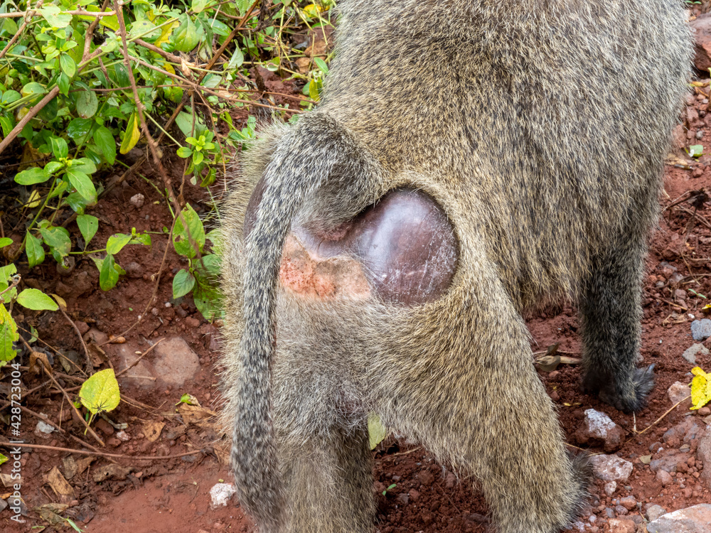 Obraz premium Lake Manyara, Tanzania, Africa - March 2, 2020: Baboons along side of road