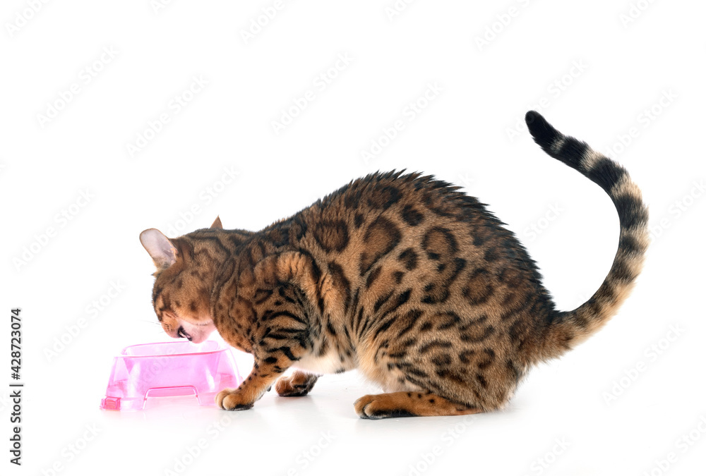 bengal in studio bengal in studio