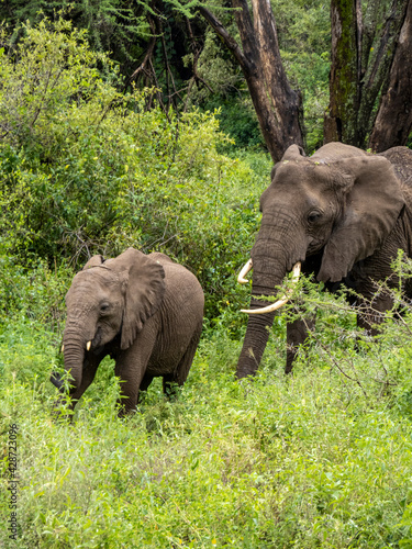 Lake Manyara  Tanzania  Africa - March 2  2020  African elephants moving along the bush