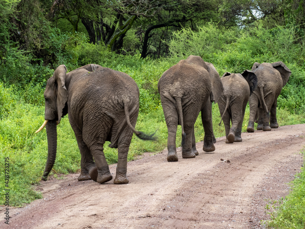 Lake Manyara, Tanzania, Africa - March 2, 2020: African elephants moving along the bush