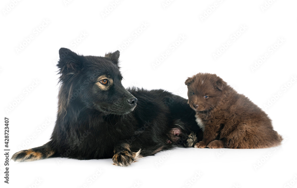 puppy and adult Finnish Lapphund