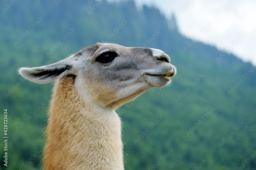 Obraz premium Portrait of Alpaca on a green background
