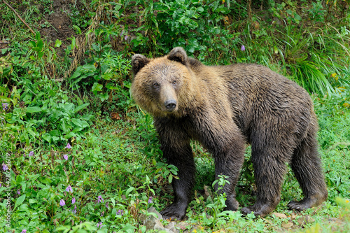 Wild Brown Bear (Ursus Arctos) in the forest.