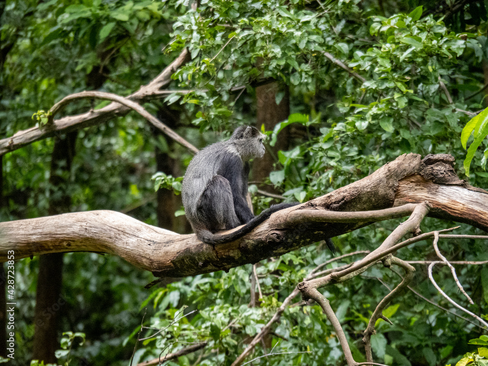 Fototapeta premium Lake Maynara, Tanzania, Africa - March 2, 2020: Blue Monkey sitting on Tree Branch